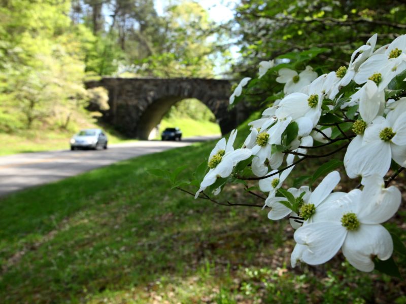 Dogwoods show white petals near the Parkway while cars drive under a curved stone overpass.