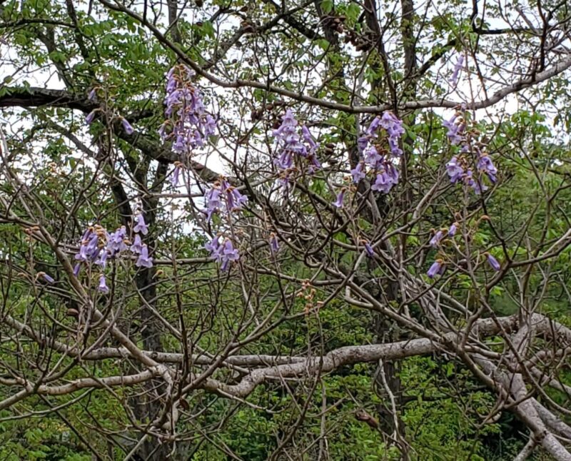 Purple springtime blooms on invasive Royal Paulownia